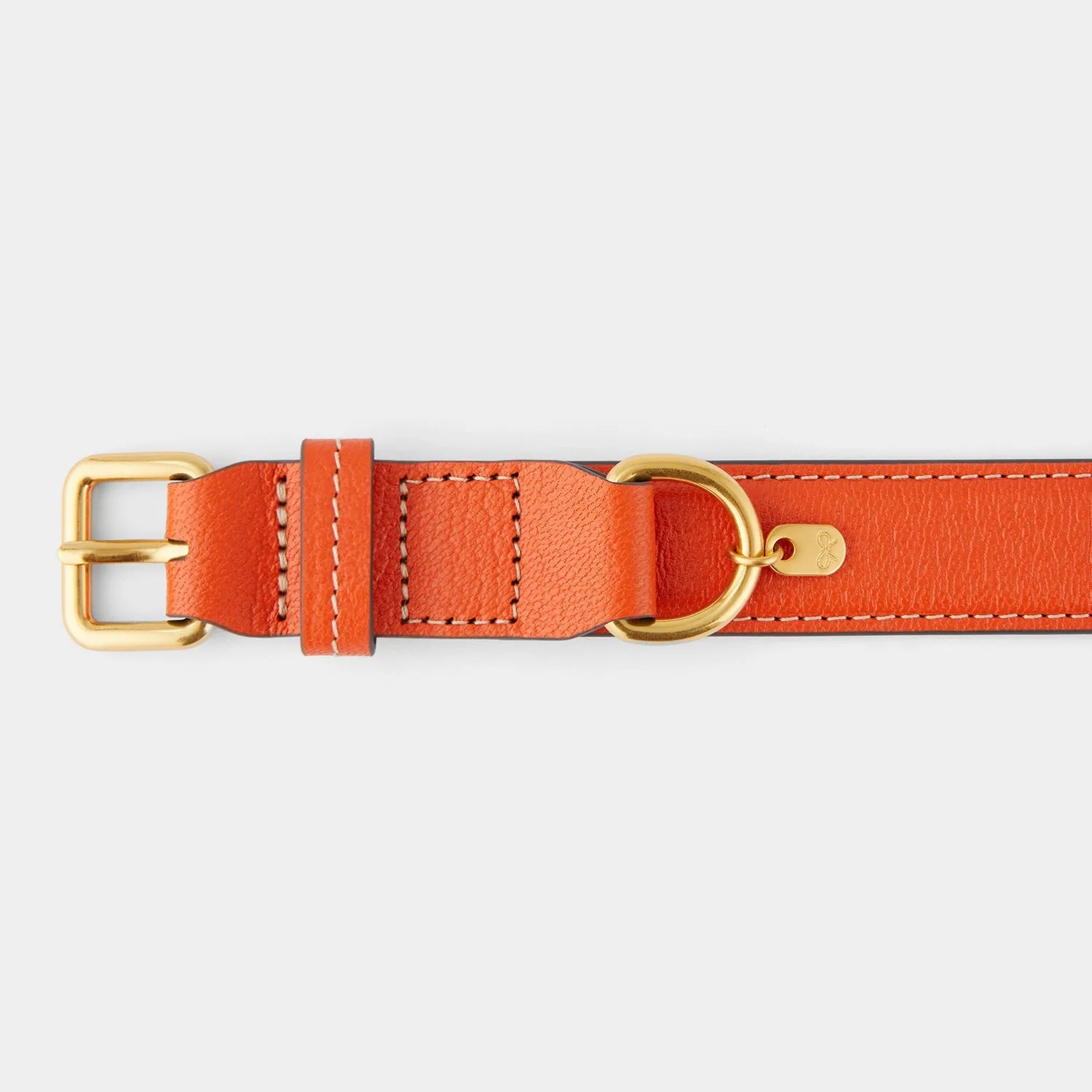 Small Dog Collar